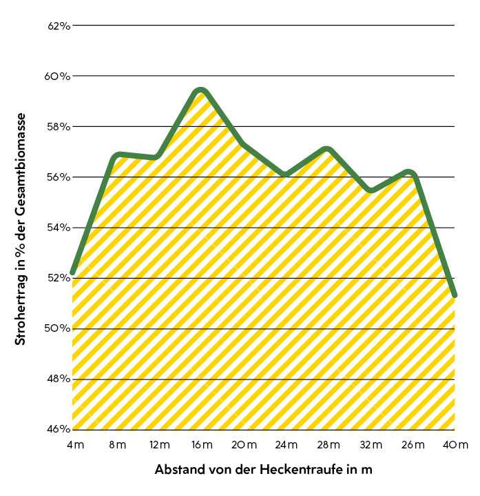 Strohertrag in Prozent der Gesamtbiomasse bei Dinkel – Leeseite einer Mehrnutzungshecke bei Untermallebarn, 2017 Strohertrag in % der Gesamtbiomasse: am niedrigsten bei ca. 52% bei einem Abstand von der Heckentraufe von 4m bzw. 40 m, und am höchsten bei ca. 59% und einem Abstand von 16m. Zwischen 8 und 36 m (außer 16m) bei ca. 55 - 57%.
